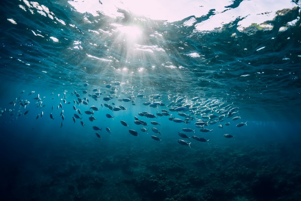 Underwater view of the ocean with a school of fish